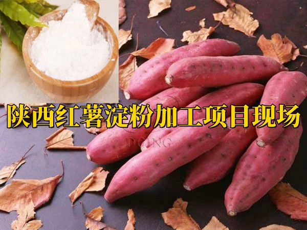 河南金瑞助力鄉(xiāng)村振興 陜西紅薯淀粉加工項(xiàng)目將要投產(chǎn)