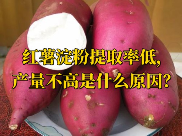 紅薯淀粉提取率低，產(chǎn)量不高是什么原因？