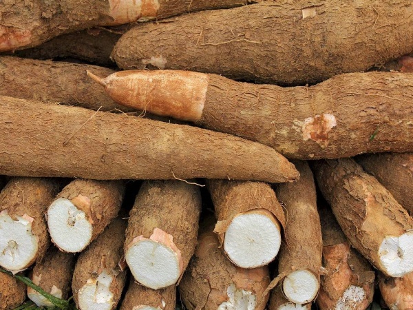 加工木薯淀粉，成品木薯淀粉含雜量高是什么原因？怎么解決？