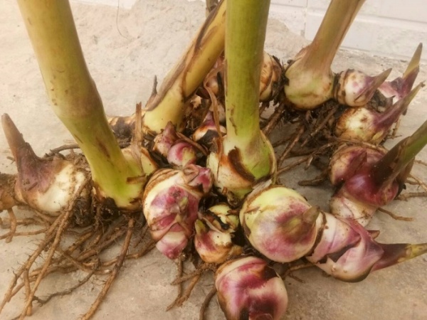 大規(guī)模生產(chǎn)芭蕉芋淀粉時(shí)，清洗設(shè)備怎么配置以確保芭蕉芋的清洗效果？